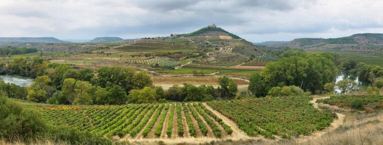 Rows of grapevines in La Rioja wine country with mountains in the background at golden hour