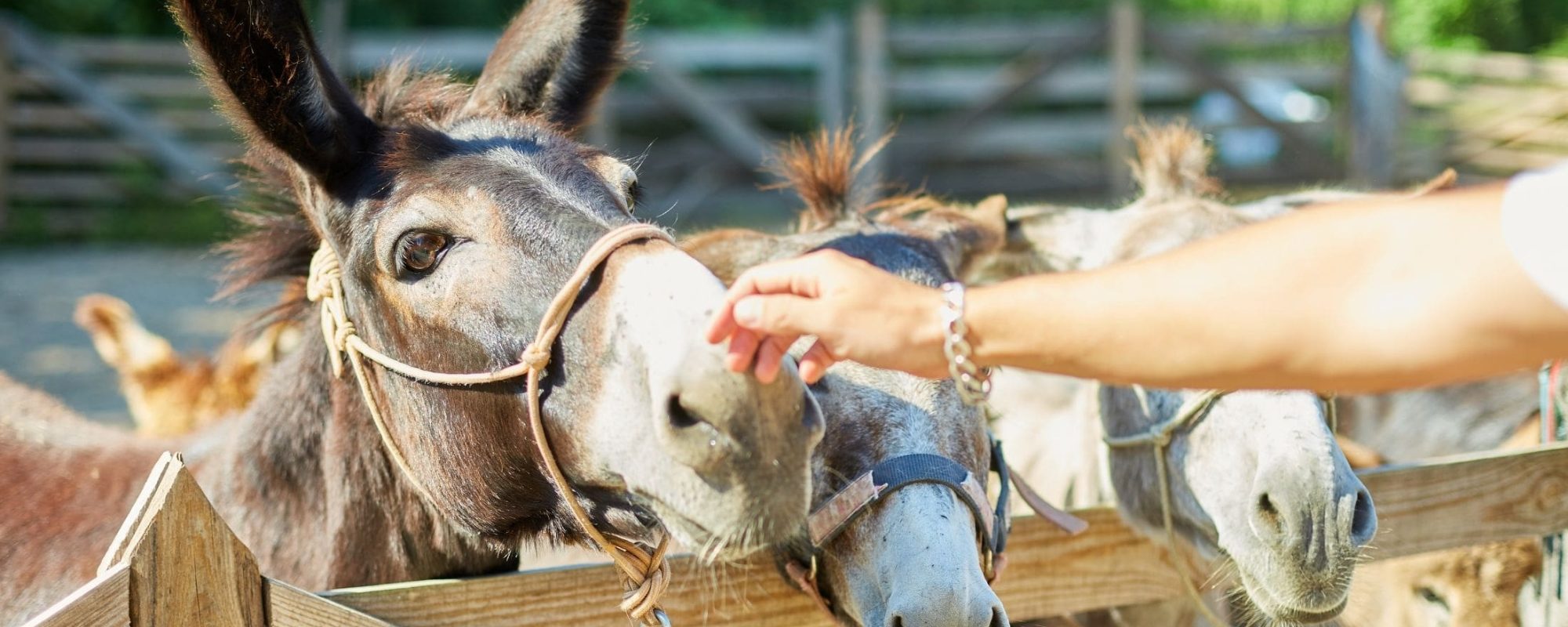 Algarve Farm Visit & Donkey Walk Experience