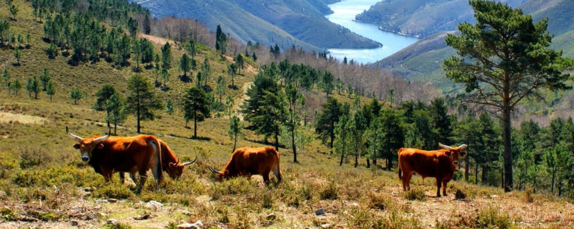 Private Peneda-Gerês National Park Tour from Porto