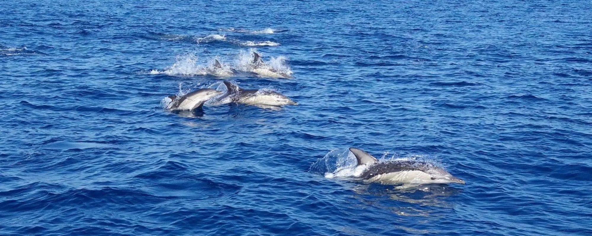 Faro Dolphin Experience